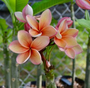 Plumeria flowers