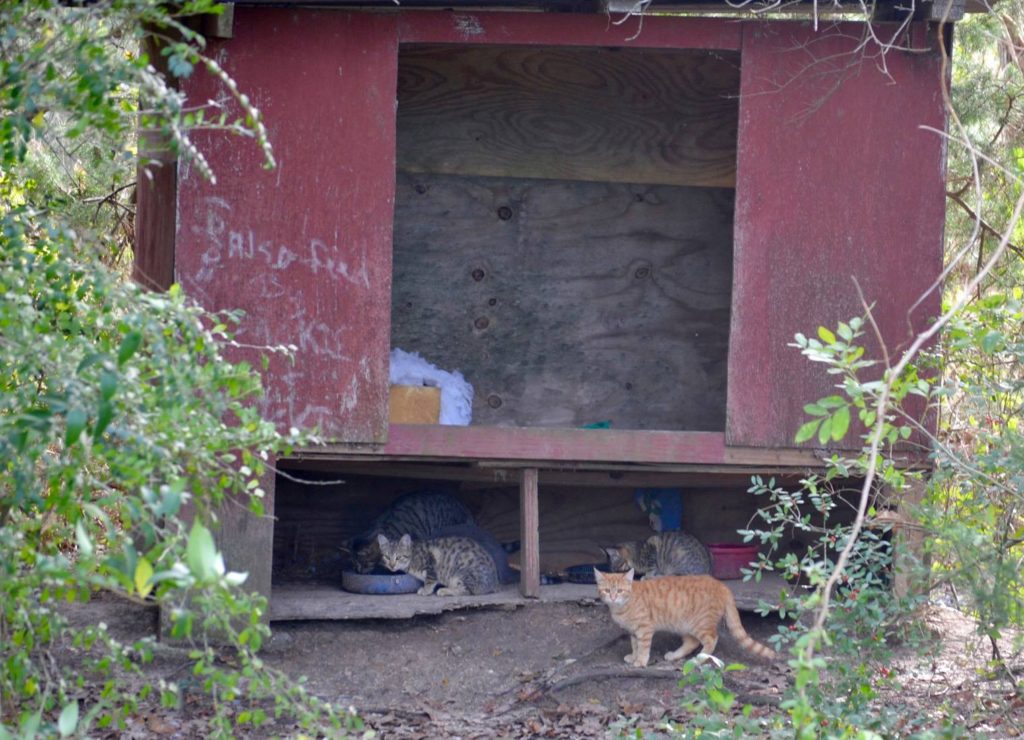 Feral cats living at a park