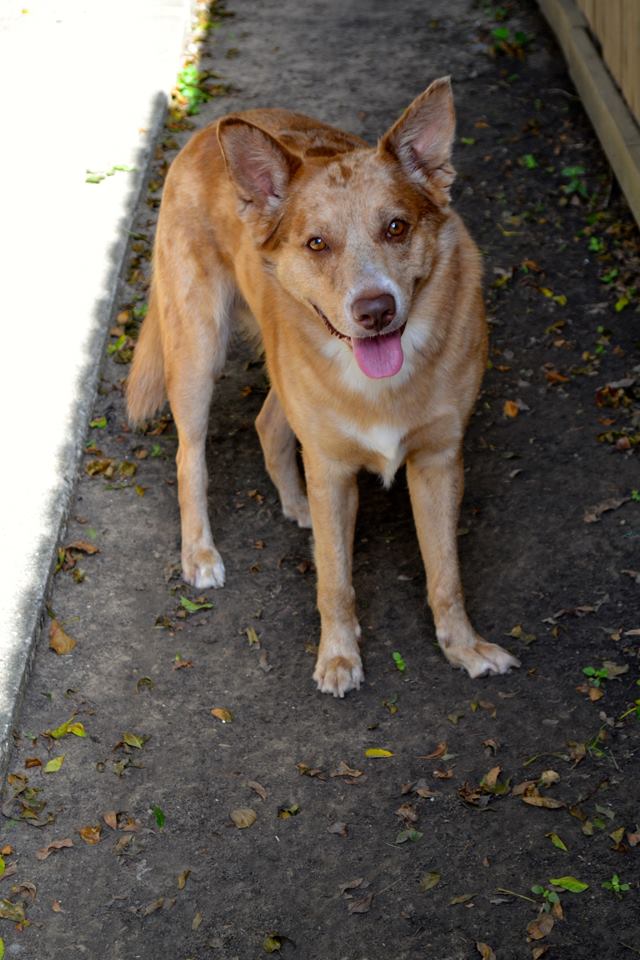 Dog stands outside apartment