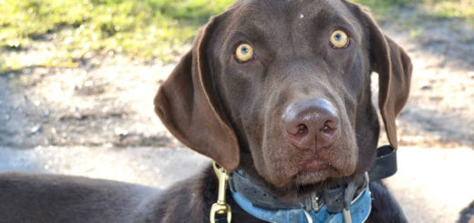 Preston the brown Labrador Retriever