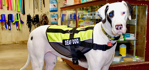 Angel, a Great Dane, wears a vest with the words "deaf dog" on it
