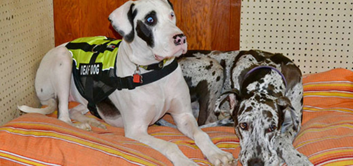 Deaf dog, Angel, with another dog, Nala