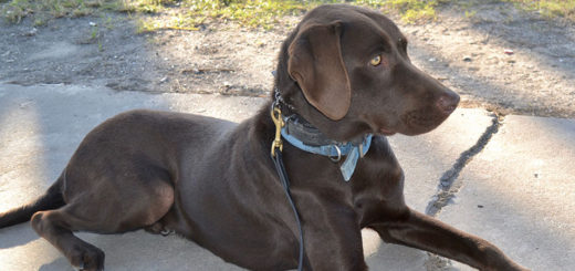 Preston the brown Labrador Retriever
