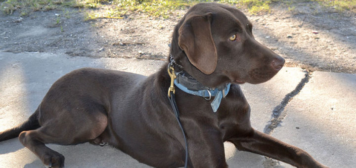 Preston the brown Labrador Retriever