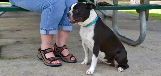 Lucy the dog sits near her owner