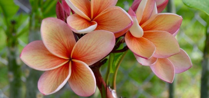 Plumeria flowers