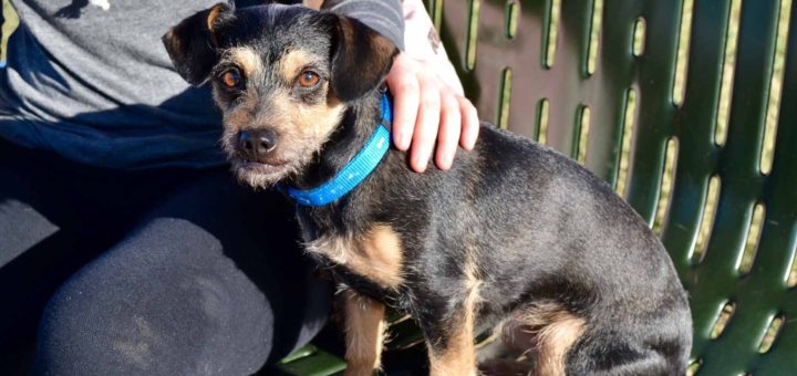 Dylan Harvey with her dog