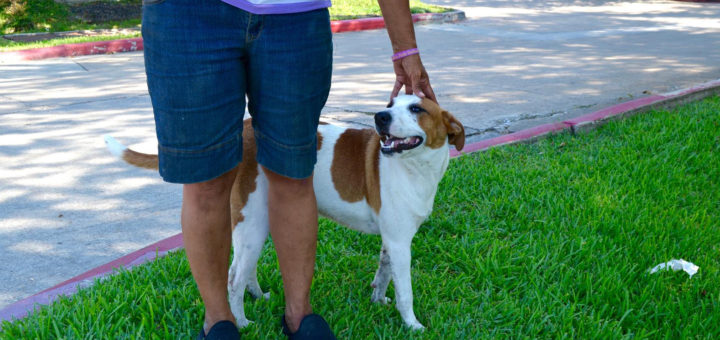Woman standing with a stray dog