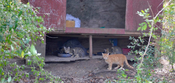 Feral cats living at a park
