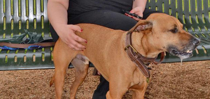 Woman with dog at dog park