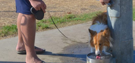 Boy with dog drinking water