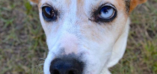 Closeup of dog's eyes