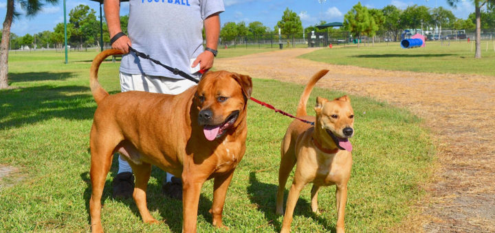 Man holds on to two dogs