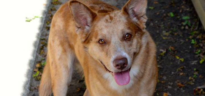 Dog sits outside apartment