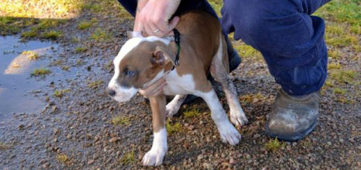 Man with puppy at park