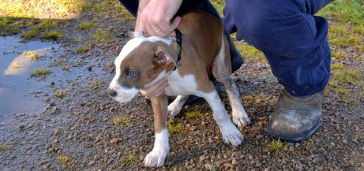 Man with puppy at park