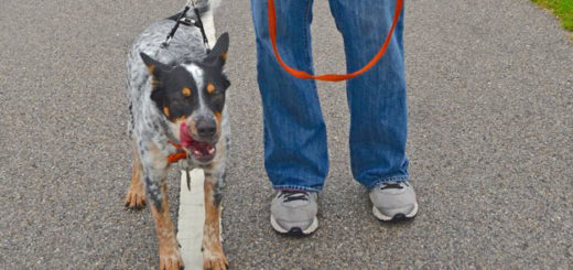 Man walking rescue dog